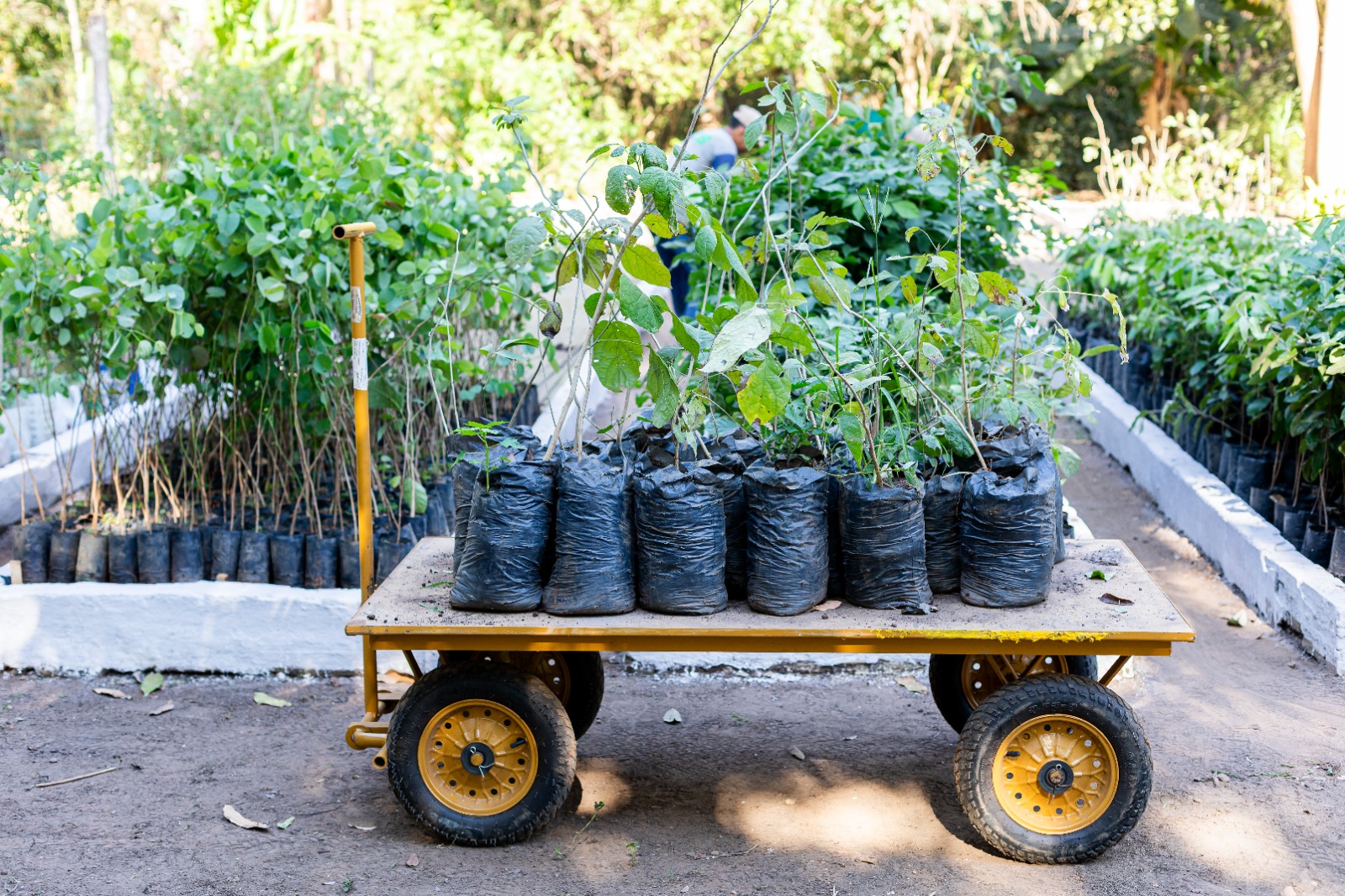 Horto Florestal recebe 1,5 mil mudas do Programa Verde Novo para arborização de Cuiabá